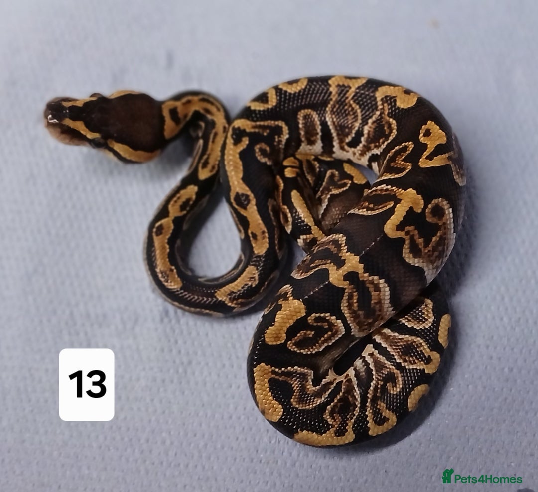 Python Snake reptiles for sale: Royal Python Morphs Females  - Image 16