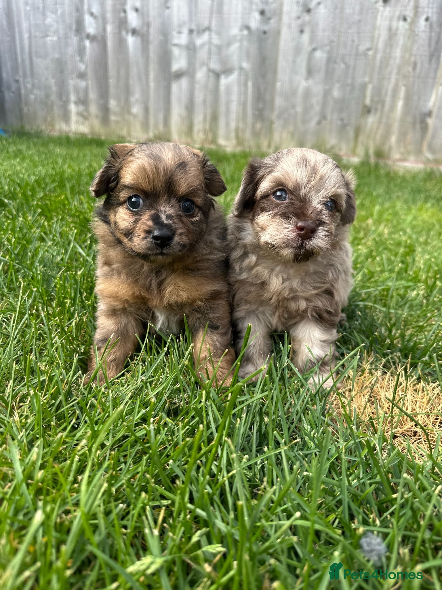 Mixed Breed dogs Adorable Doxiepoo x Pomeranian Puppies - Advert 1