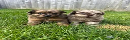 Mixed Breed dogs for sale: Adorable Doxiepoo x Pomeranian Puppies - Advert 1