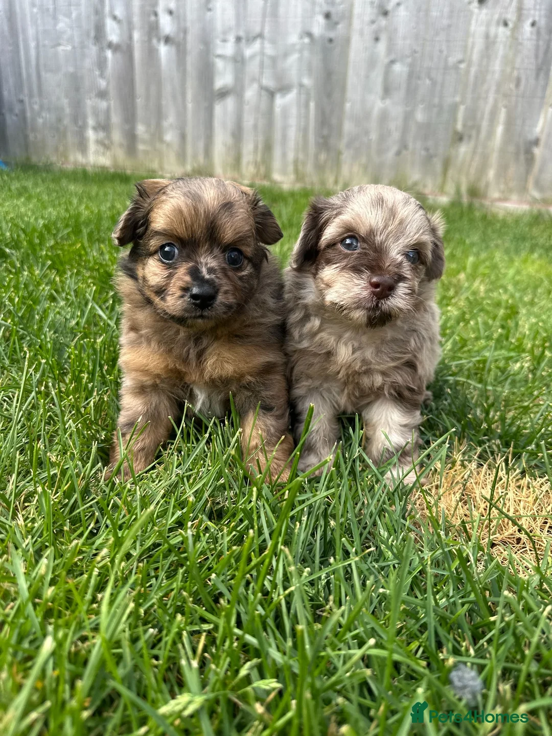 Mixed Breed dogs for sale: Adorable Doxiepoo x Pomeranian Puppies - Advert 1