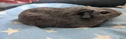 Guinea Pig rodents for sale: Guinea pigs boars and sows available  - Advert 3