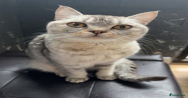 Scottish Fold cats - Advert 9