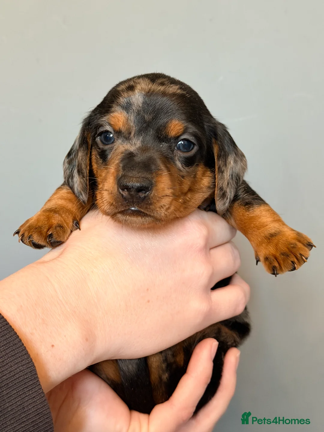 Miniature Dachshund dogs for sale: READY TO GO! dapple/merle daschund puppies - Advert 29