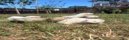 Ferret rodents for sale: Ferret kits  in Weston-super-Mare - Advert 1