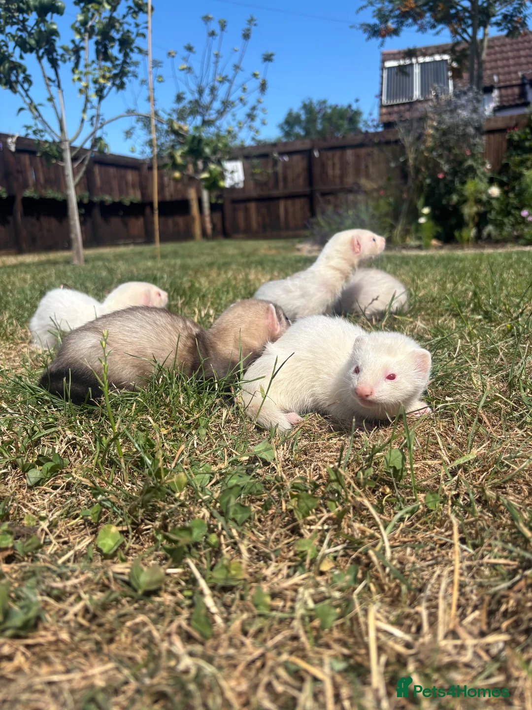 Ferret rodents for sale: Ferret kits  in Weston-super-Mare - Advert 1