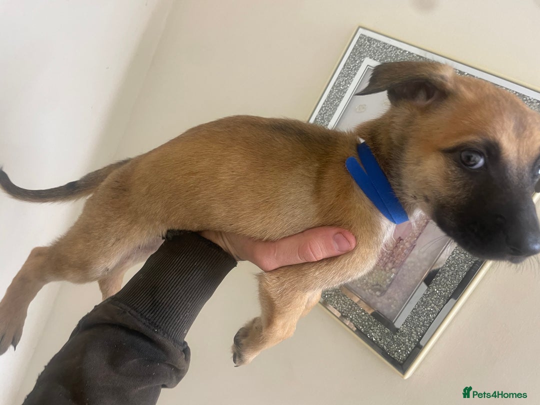 Belgian Shepherd Dog dogs for sale: Belgian Malinois Puppies - Image 6