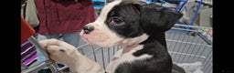 Boxer dogs for sale: READY NOW Kc reg sealed brindle fully vac  - Advert 30