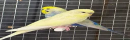 Parrots birds for sale: Stunning Parrots/Parakeets/Amazons  - Advert 10