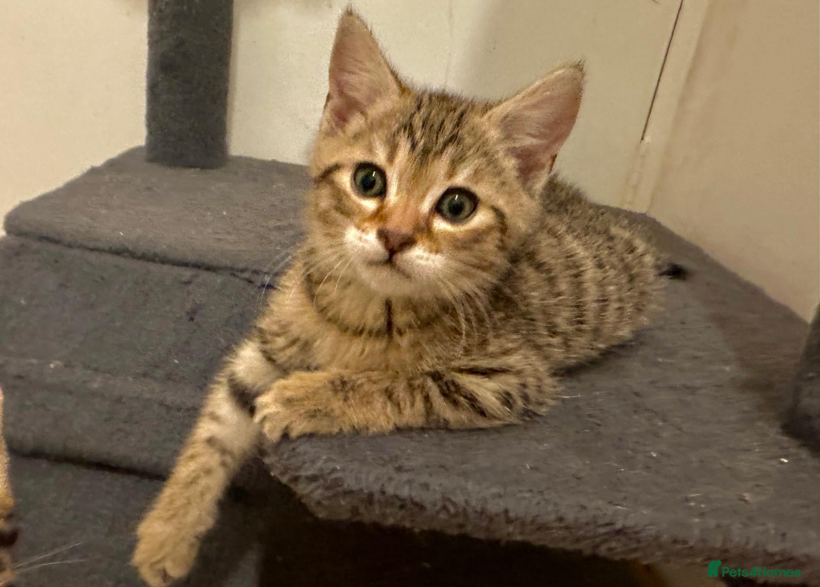 Bengal cats 4 gorgeous Bengal mix kittens - Advert 8