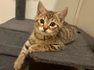 Bengal cats 4 gorgeous Bengal mix kittens - Advert 8