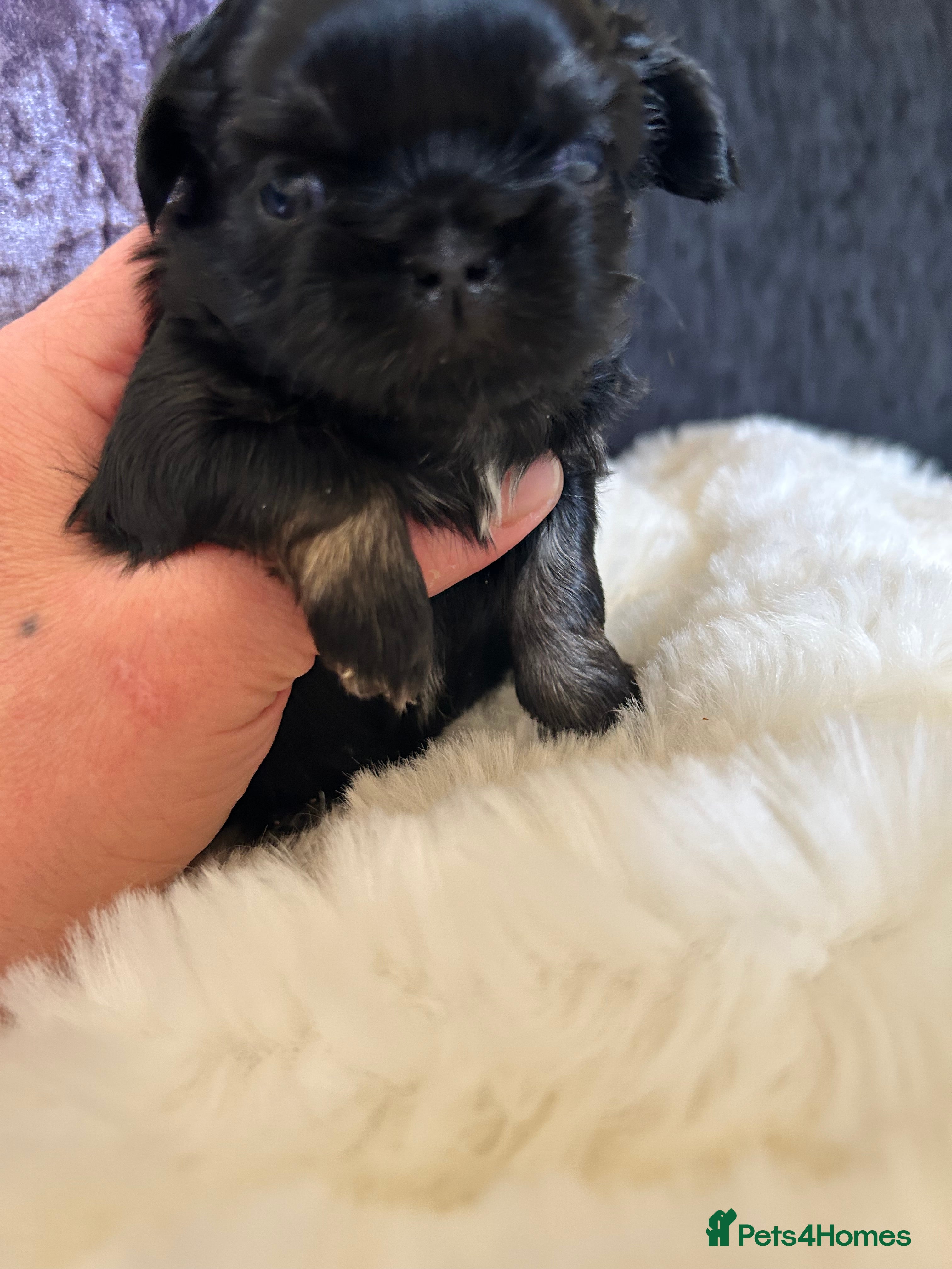 Shih Tzu dogs Quality dobie litter of KC imperial Shih Tzus  - Advert 1