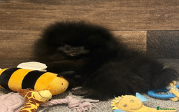 Pomeranian dogs for sale: TINY BLACK POMERANIAN PUPPIES ALERT - Image 15