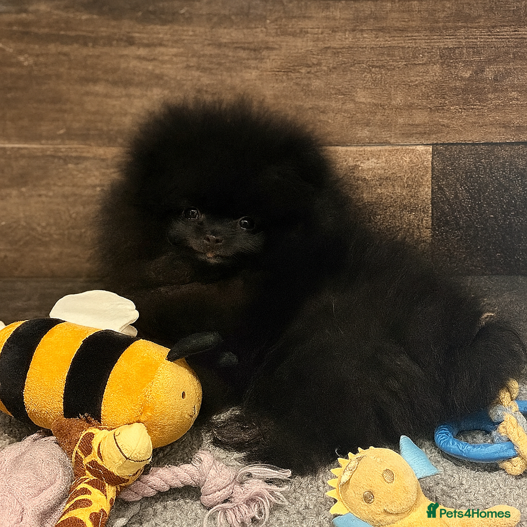 Pomeranian dogs for sale: TINY BLACK POMERANIAN PUPPIES ALERT - Image 15