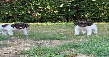 English Springer Spaniel dogs - Advert 4