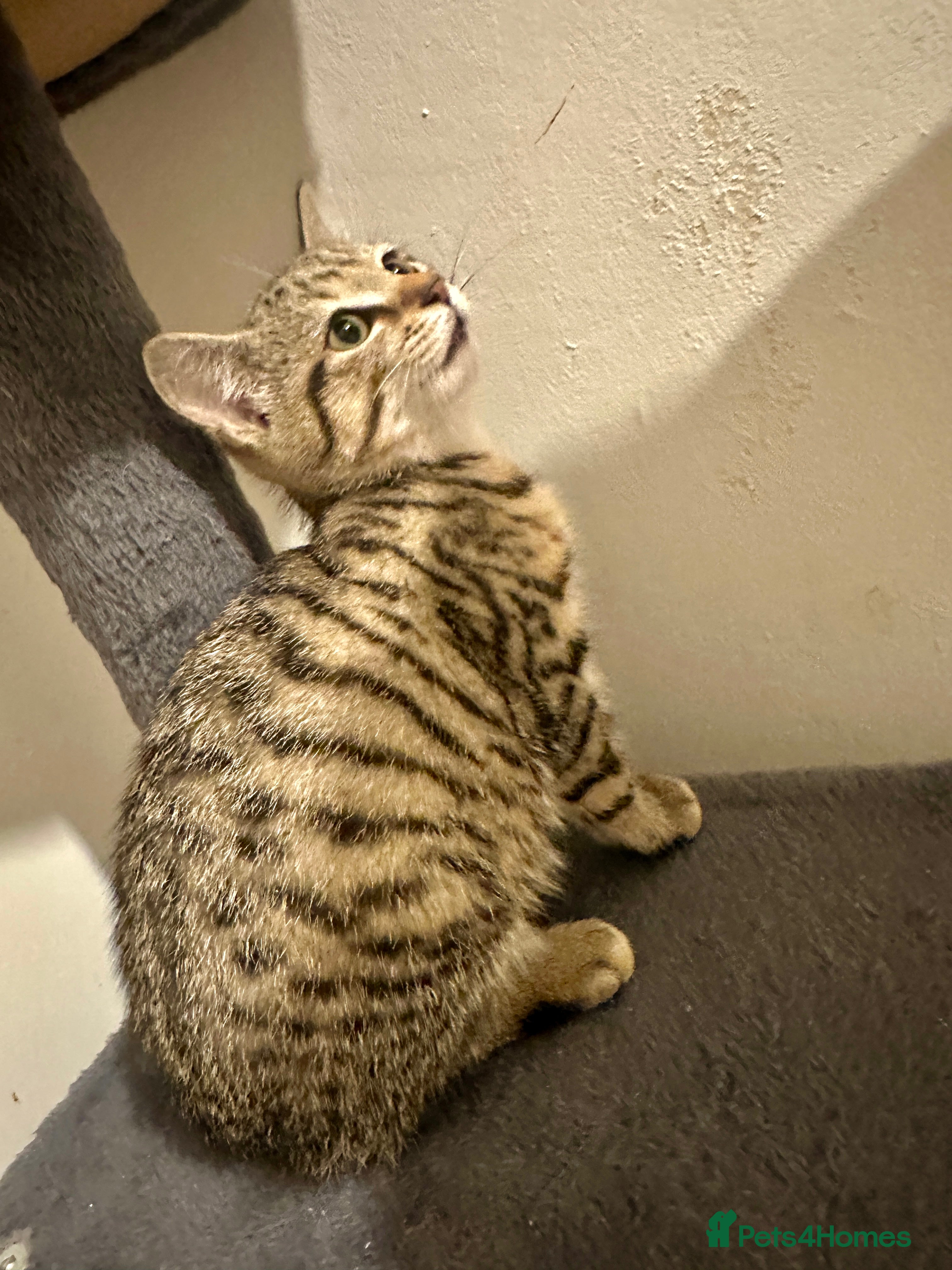 Bengal cats 2 beautiful bengal mix kittens now available !!!! - Advert 2