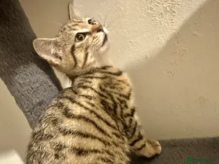 Bengal cats 2 beautiful bengal mix kittens now available !!!! - Advert 2