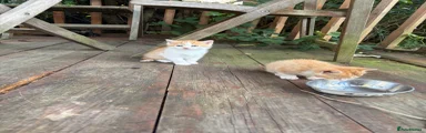 Mixed Breed Kitten 1