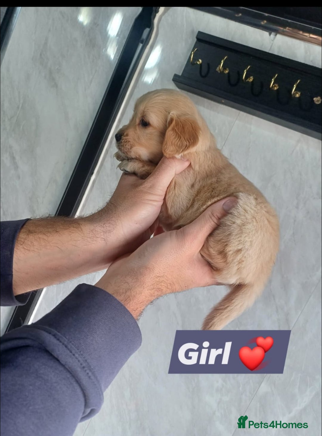 Labrador Retriever dogs for sale: READY TO LEAVE NOW KC registered golden retrievers - Advert 16