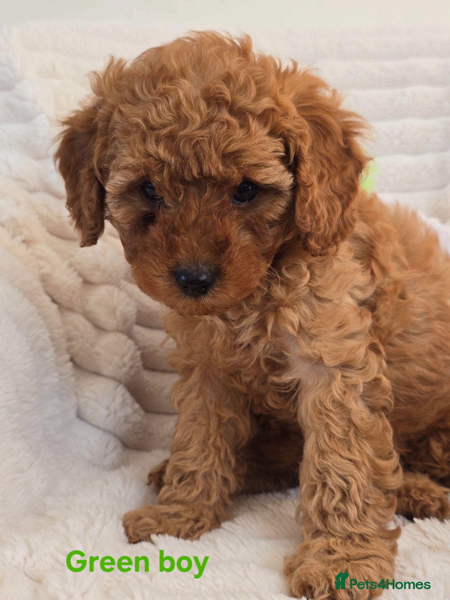 Cavapoo dogs ❤️Cavapoo F1b❤️ DNA tested  - Advert 1