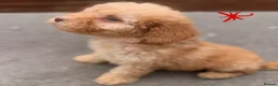 Cockapoo dogs for sale: 6 F1B COCKAPOO PUPPIES in Ashford - Advert 6