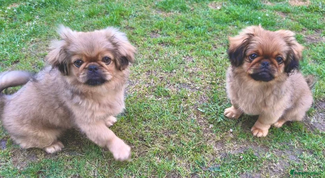 Pekingese dogs for sale: CARMEL - 2 Pekingese puppies BOYS ! Fully vaccinated! - Image 5