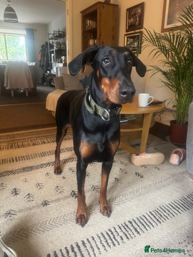 Gallery Image {{count}}