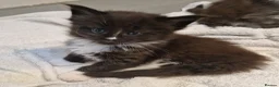 Maine Coon cats for sale: Pedigree XXL mainecoon kittens  - Advert 22