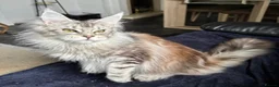 Maine Coon cats for sale: 1 Year Old Stunning Active Maine Coon Girl 🩷 - Advert 1