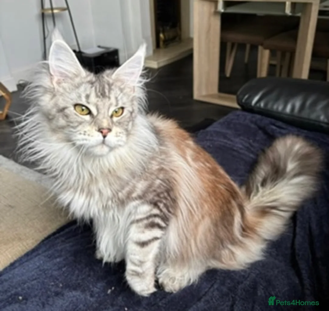 Maine Coon cats for sale: 1 Year Old Stunning Active Maine Coon Girl 🩷 - Advert 1