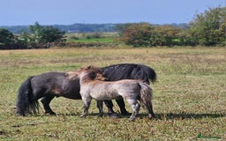 Shetland pony horses for sale: Buckskin roan colt  - Image 4
