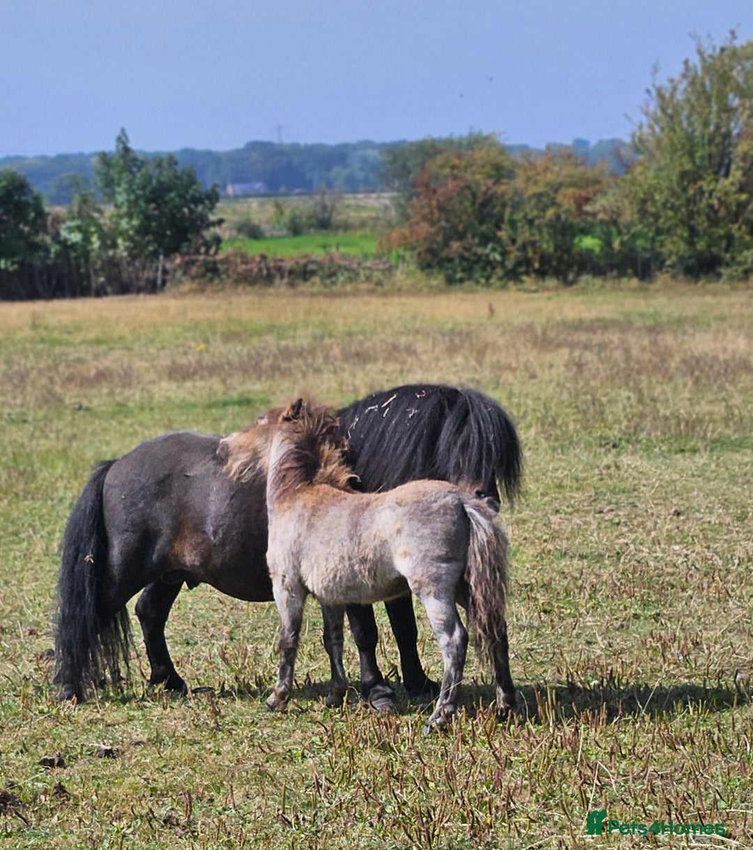 Shetland pony horses for sale: Buckskin roan colt  - Image 4