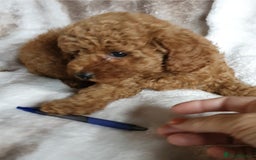 Toy Poodle dogs for sale: KC red Toy Poodle, DNA tested, champion bloodline - Image 13