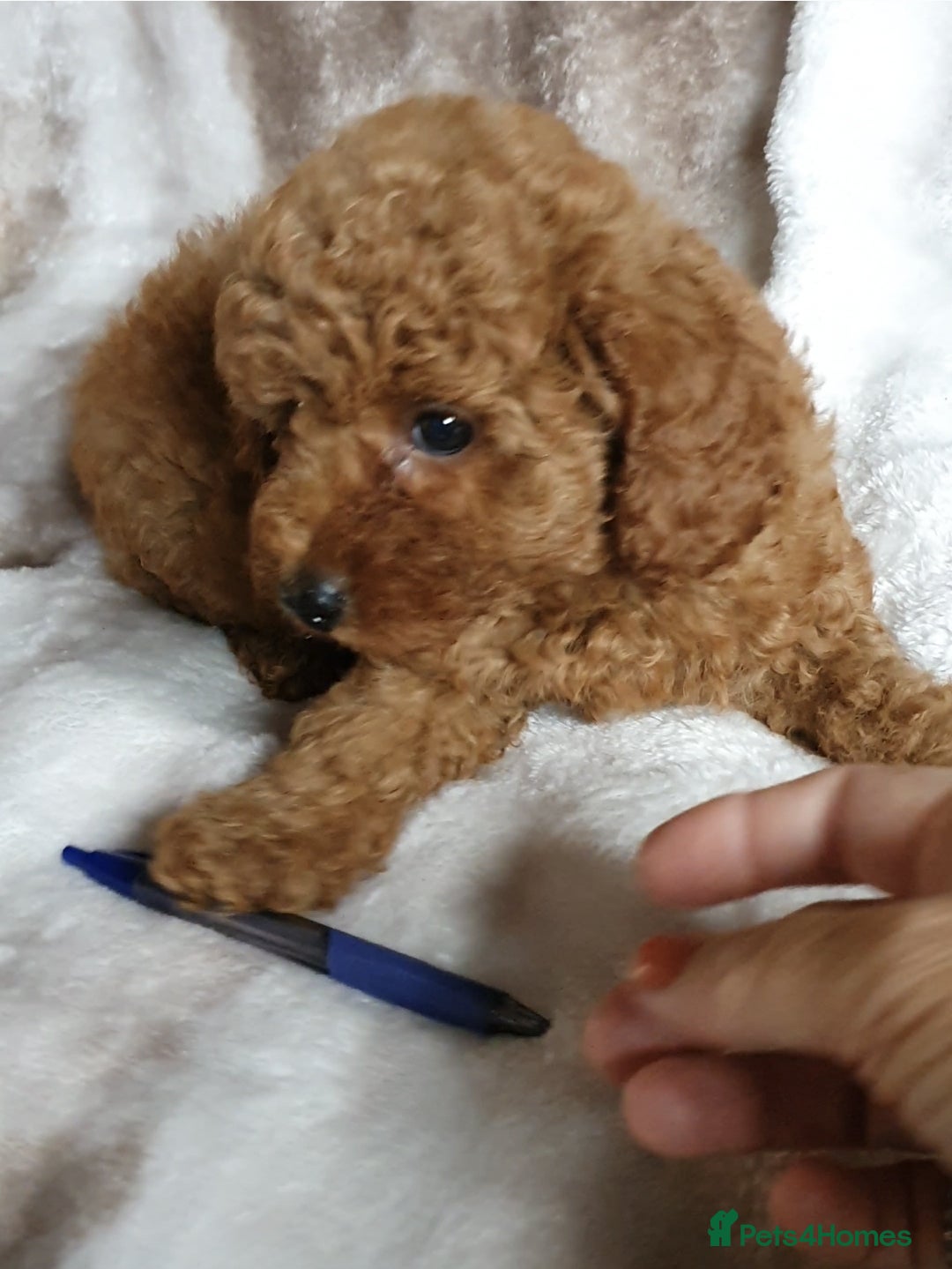 Toy Poodle dogs for sale: KC red Toy Poodle, DNA tested, champion bloodline - Image 13