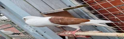 Pigeons birds for sale: Pair of Pouter Pigeons for sale - Advert 9