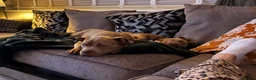 American Bully dogs for sale: American bullies  - Advert 7
