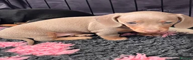 Miniature Dachshund 3