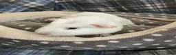Guinea Pig rodents for sale: Lots of lovely baby girls and boys - Advert 8