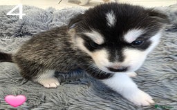 Siberian Husky dogs for sale: Siberian Husky Puppies - Image 8