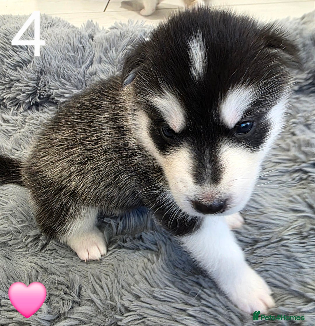 Siberian Husky dogs for sale: Siberian Husky Puppies - Image 8
