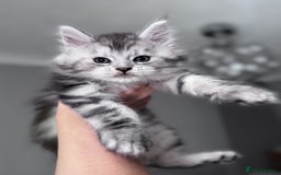 Maine Coon cats for sale: ✨🌟Beautiful The last little boy Maine Coon 😻🌟✨ - Image 17