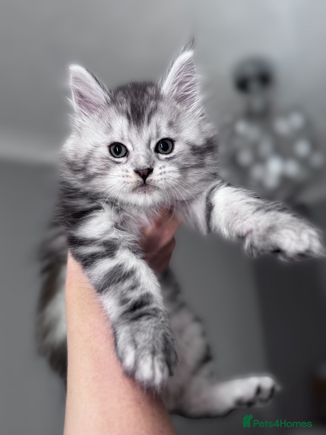 Maine Coon cats for sale: ✨🌟Beautiful The last little boy Maine Coon 😻🌟✨ - Image 17