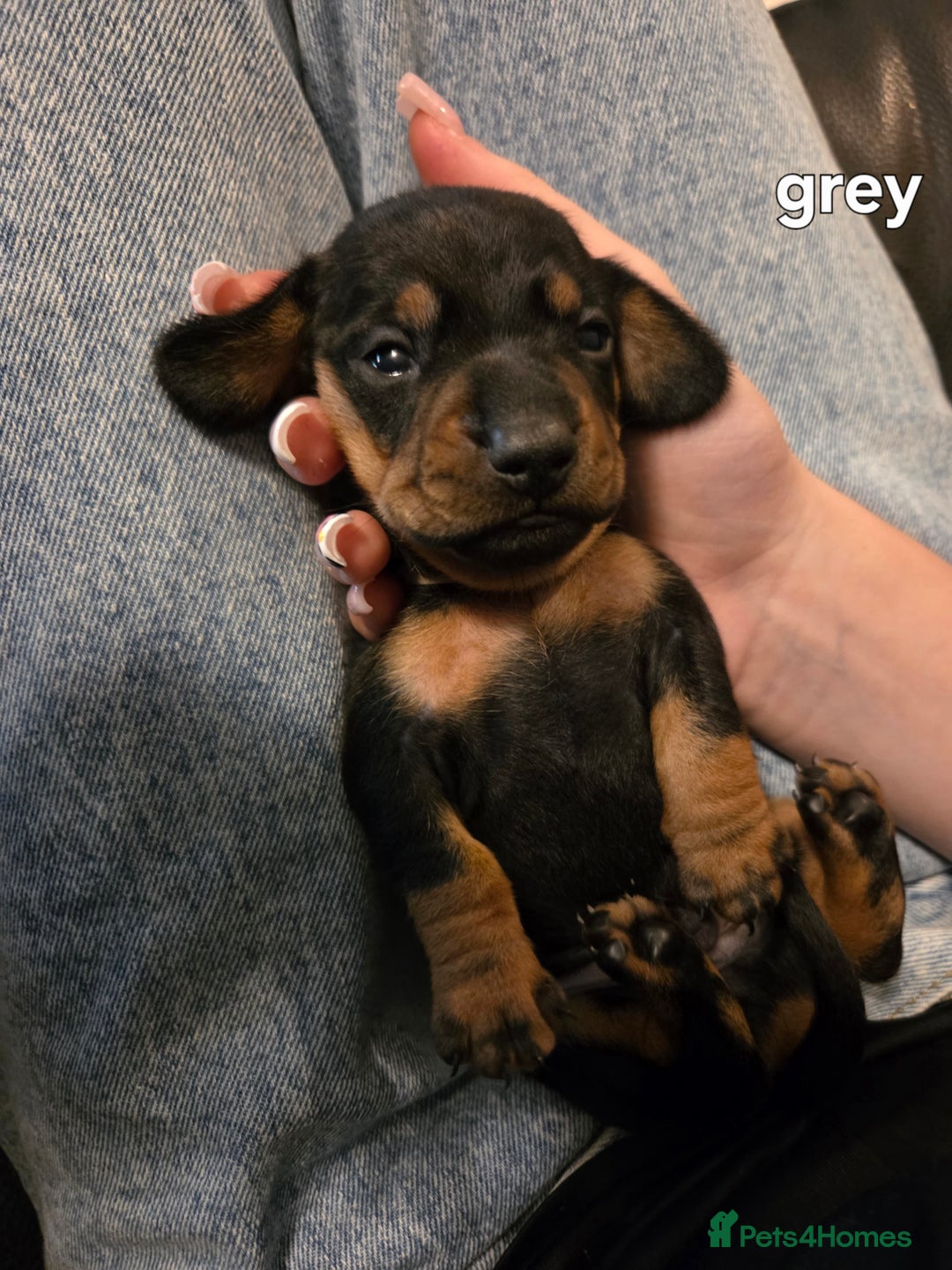 Miniature Dachshund dogs for sale: Only 4 beautiful miniature dachshund puppies - Advert 11