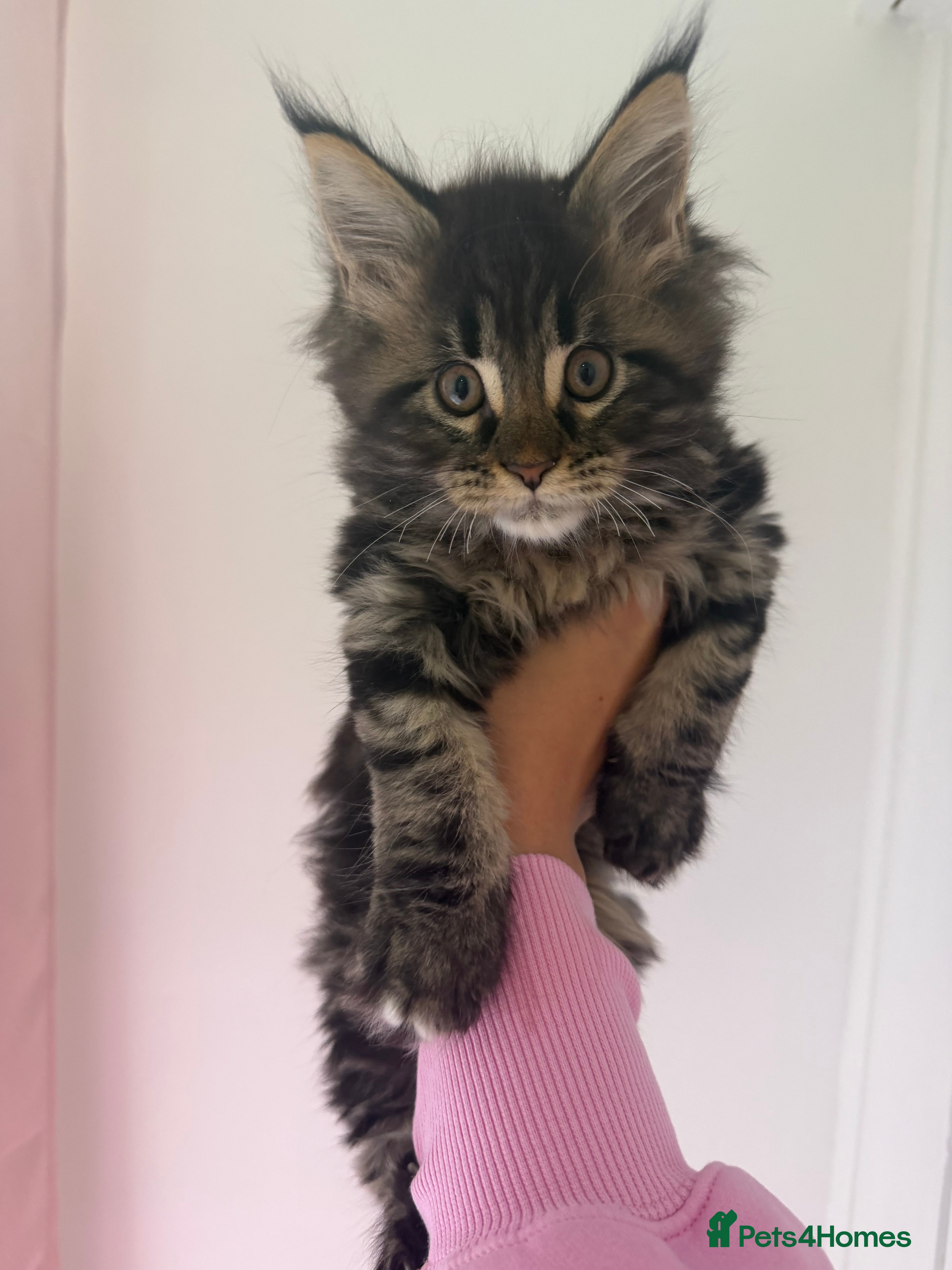 Maine Coon cats 🐾 MAINE COON KITTEN LAST ONE  🐾 - Advert 2