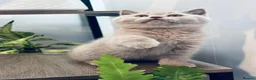 British Shorthair cats for sale: 🐱 Beautiful British Shorthair Kittens for Sale 🐱 - Advert 1