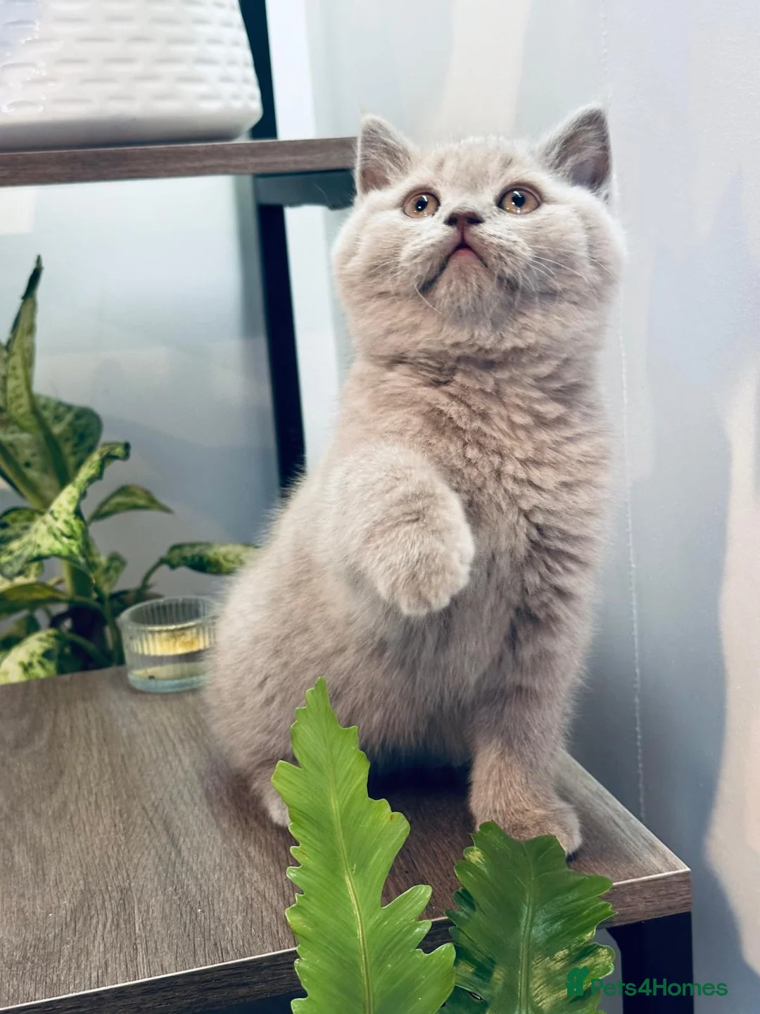 British Shorthair cats for sale: 🐱 Beautiful British Shorthair Kittens for Sale 🐱 - Advert 1
