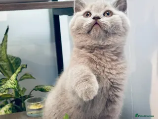 British Shorthair cats 🐱 Beautiful British Shorthair Kittens for Sale 🐱 in Perth - Advert 1