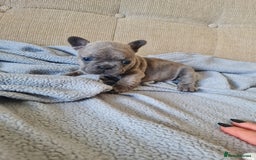 French Bulldog dogs for sale: French bulldog puppies  - Image 3