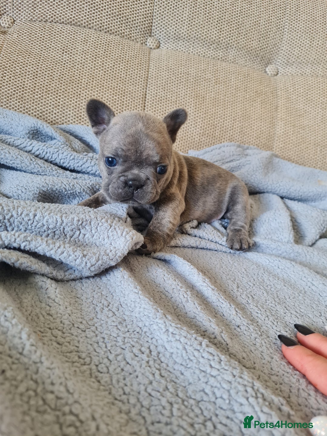 French Bulldog dogs for sale: French bulldog puppies  - Image 3
