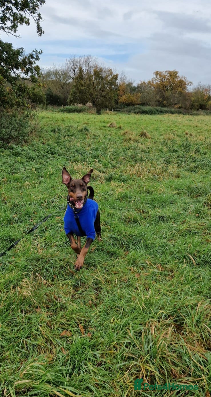 Dobermann dogs Loving, kind Dobermann in need of a new home - Advert 3
