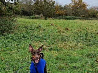 Dobermann dogs Loving, kind Dobermann in need of a new home - Advert 1